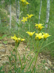 Linum flavum
