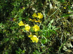Linum flavum