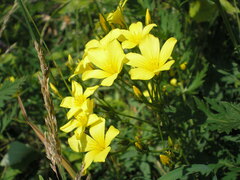 Linum flavum