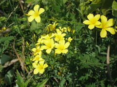 Linum flavum