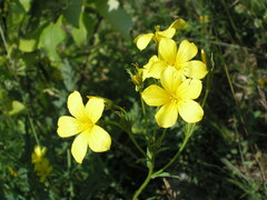 Linum flavum