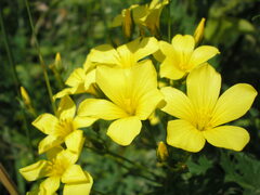 Linum flavum