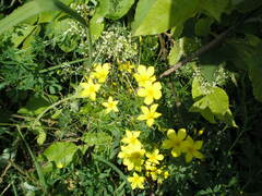 Linum flavum