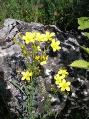Linum flavum