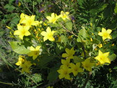 Linum flavum