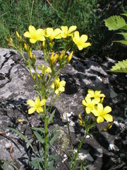 Linum flavum