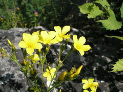 Linum flavum