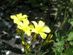 Linum flavum
