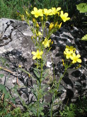 Linum flavum