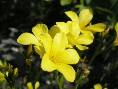 Linum flavum