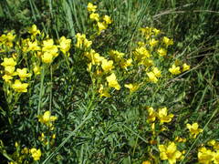 Linum flavum