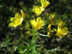 Linum flavum