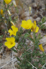 Mentzelia eremophila