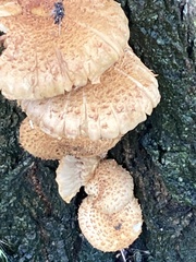 Pholiota squarrosa