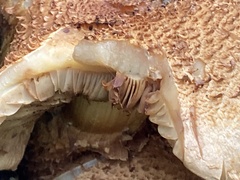 Pholiota squarrosa