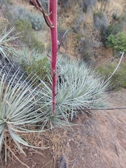 Puya coerulea