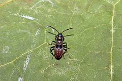 Rhyparochromus