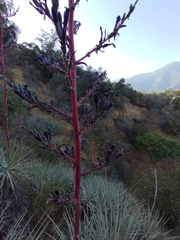 Puya coerulea
