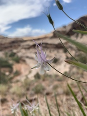 Aquilegia micrantha