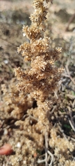 Halogeton
