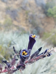 Puya coerulea