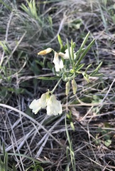 Lathyrus pannonicus collinus