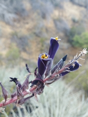 Puya coerulea