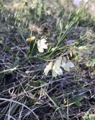 Lathyrus pannonicus collinus