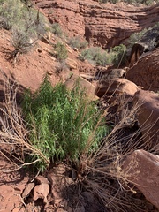 Brickellia longifolia