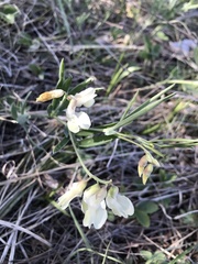 Lathyrus pannonicus collinus