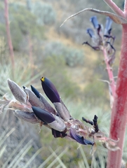 Puya coerulea
