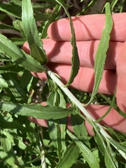 Brickellia longifolia