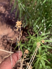 Brickellia longifolia