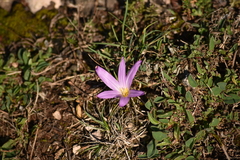 Colchicum montanum