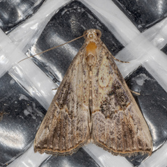 Hypena minualis