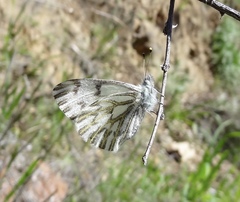 Pontia sisymbrii