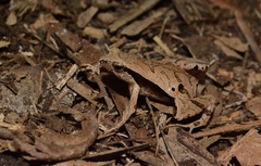 Physalaemus atlanticus