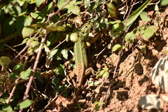 Lacerta schreiberi