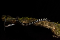 Oxyrhopus clathratus