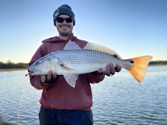 Sciaenops ocellatus
