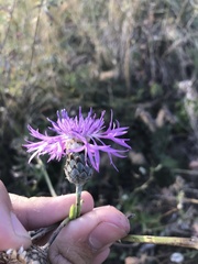 Centaurea scabiosa sadleriana
