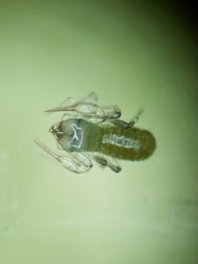 Chthoniidae