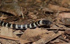 Oxyrhopus clathratus