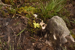 Pinguicula grandiflora