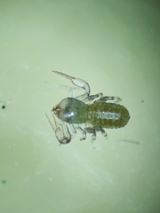 Chthoniidae
