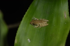 Scinax perpusillus
