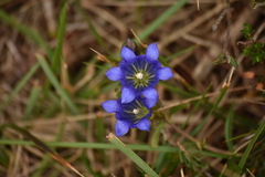 Gentiana pneumonanthe