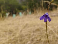 Conanthera campanulata