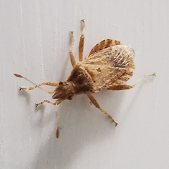 Aufeius impressicollis