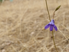 Conanthera campanulata